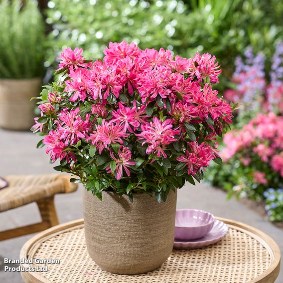 Rhododendron 'Pink Star'