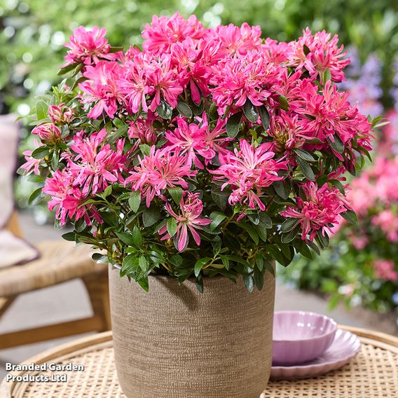 Rhododendron 'Pink Star'