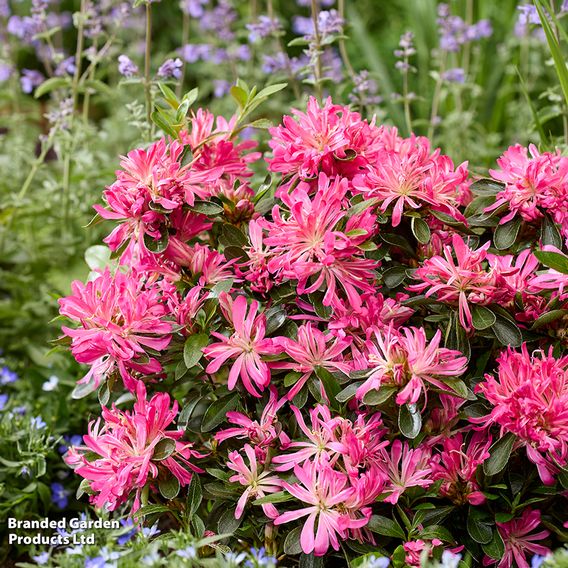 Rhododendron 'Pink Star'