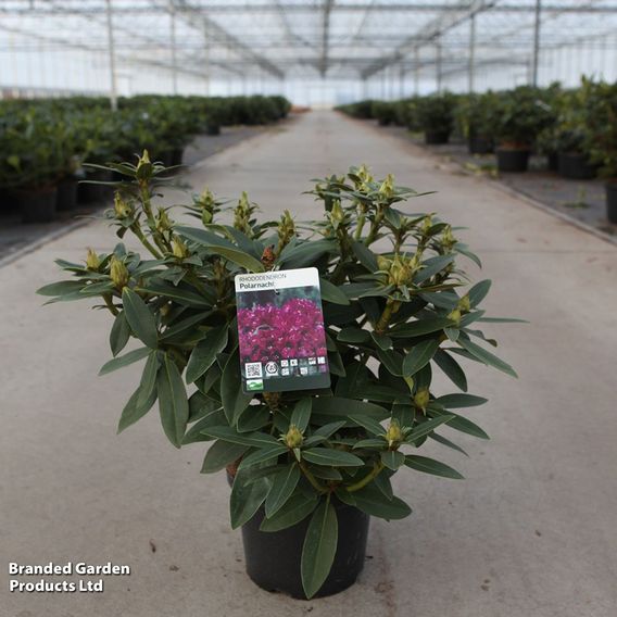 Rhododendron 'Polar Night'