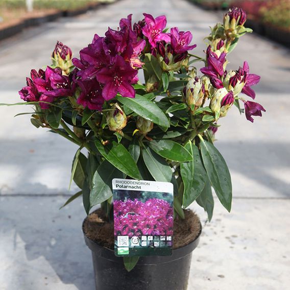 Rhododendron 'Polar Night'