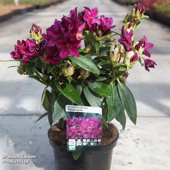Rhododendron 'Polar Night'