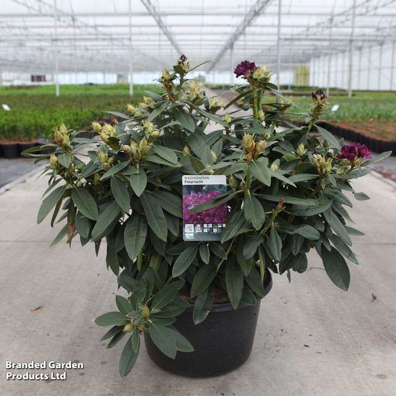 Rhododendron 'Polar Night'