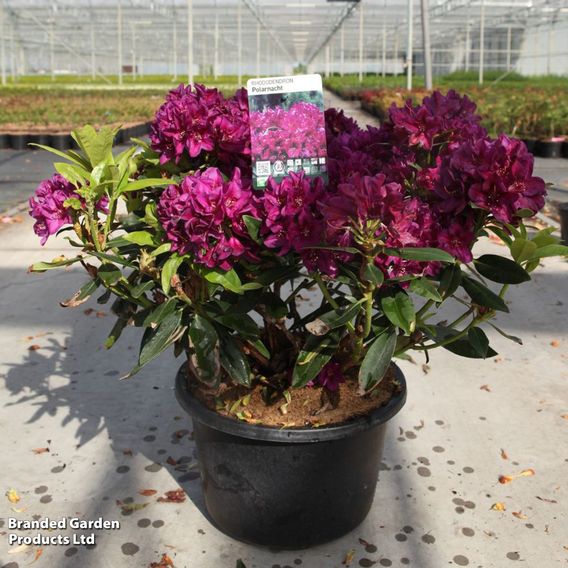 Rhododendron 'Polar Night'