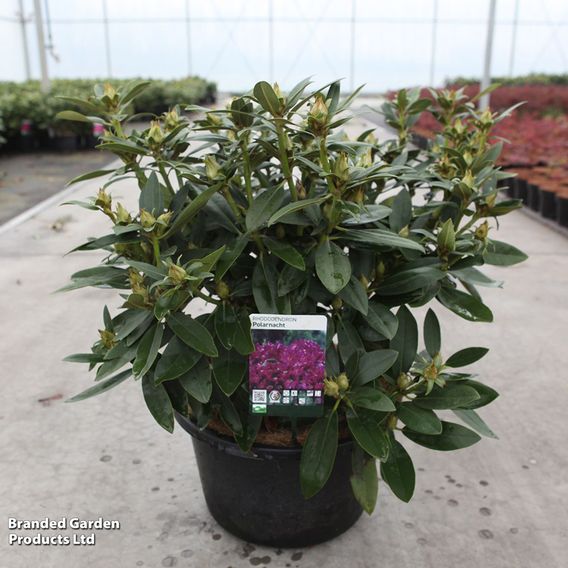 Rhododendron 'Polar Night'