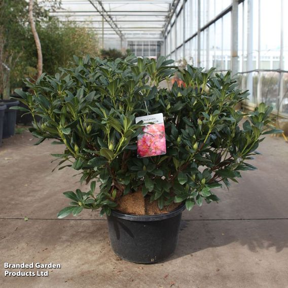 Rhododendron dichroanthum subsp. 'Scyphocalix'