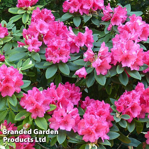 Rhododendron 'Wilgen's Ruby'