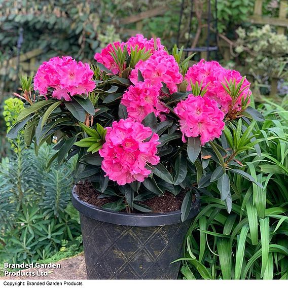 Rhododendron 'XXL Pink Tiger'