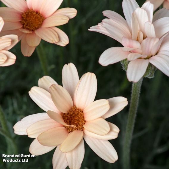 Rhodanthemum hosmariense 'Zagora Orange'