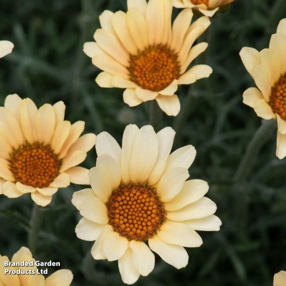 Rhodanthemum hosmariense 'Zagora Yellow'