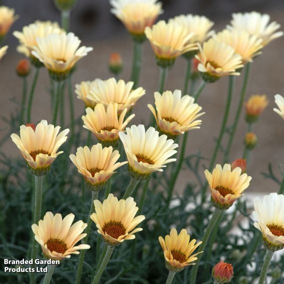 Rhodanthemum hosmariense 'Zagora Yellow'