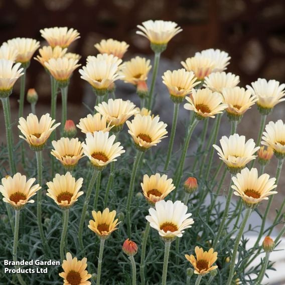 Rhodanthemum hosmariense 'Zagora Yellow'
