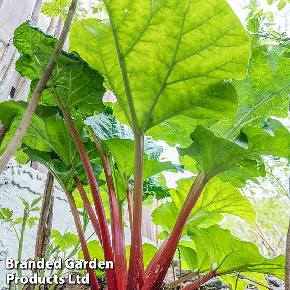 Rhubarb Taster's Collection