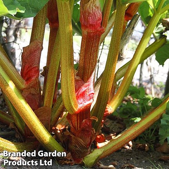 Rhubarb Taster's Collection