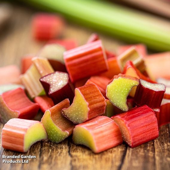 Rhubarb Growers Choice