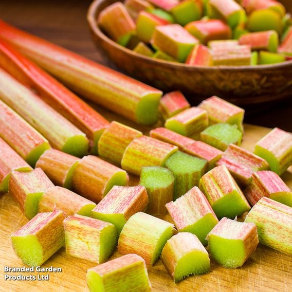 Rhubarb 'Glaskins Perpetual' - Organic Seeds