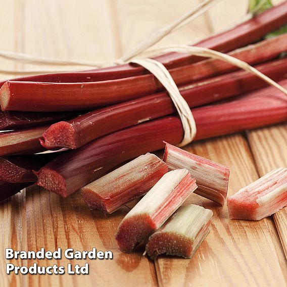 Rhubarb 'Sanvitos® Summer'