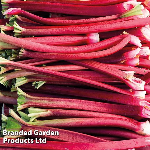 Rhubarb 'Sanvitos® Summer'