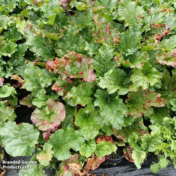 Rhubarb 'Stockbridge Arrow'