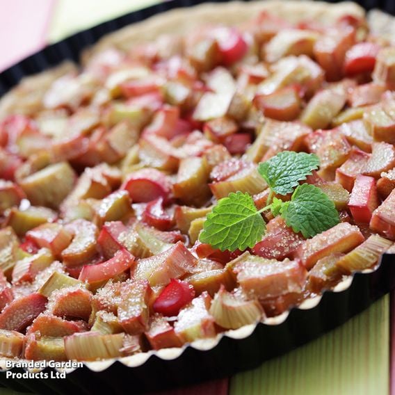 Rhubarb Growers Choice