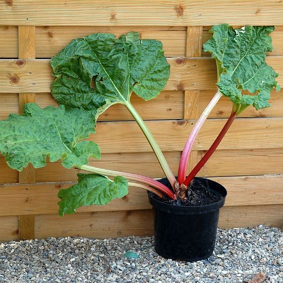 Rhubarb 'Thompson's Terrifically Tasty' (Spring/Autumn Planting)