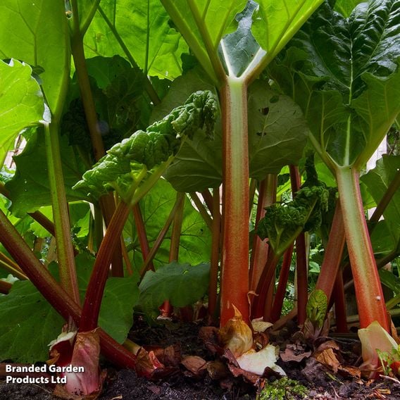 Rhubarb 'Victoria' (Spring/Autumn Planting)