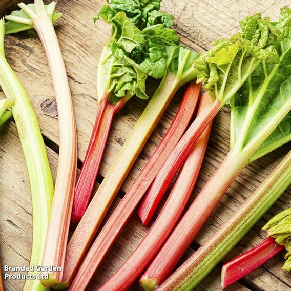 Rhubarb 'Victoria' (Spring/Autumn Planting)