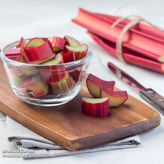 Rhubarb 'Victoria' (Spring/Autumn Planting)