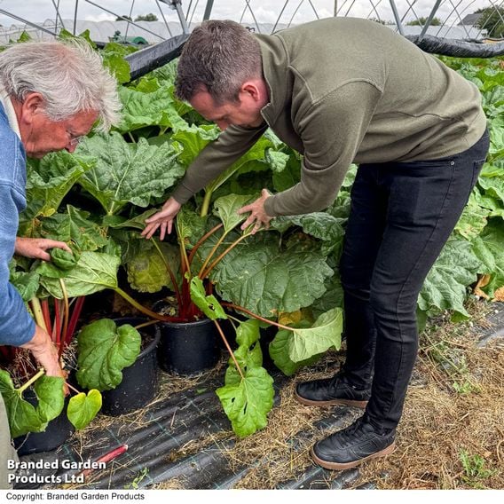 Rhubarb 'Victoria' (Spring/Autumn Planting)