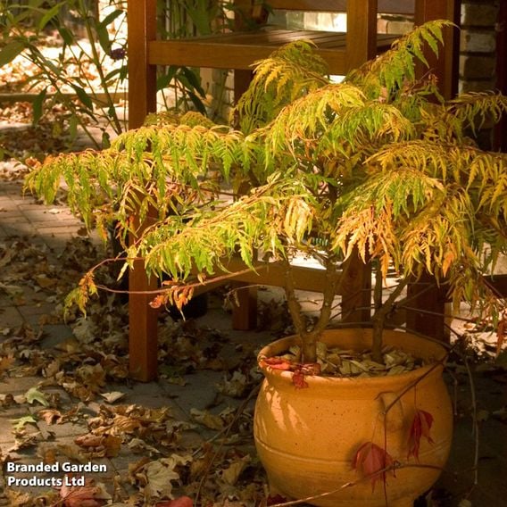 Rhus typhina 'Tiger Eyes'