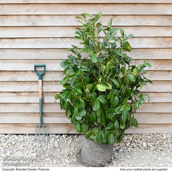 Prunus laurocerasus Rotundifolia (Cherry Laurel)