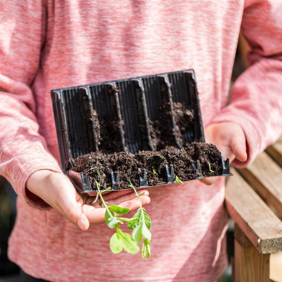 Garden Gear - 5 Cell Deep Root Trainer