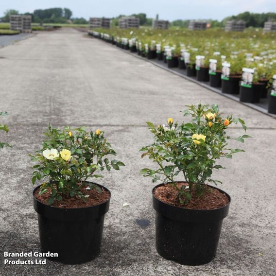 Rose 'Bee Gold' (Floribunda)