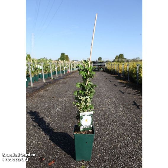 Rose 'Blanc Double De Coubert'