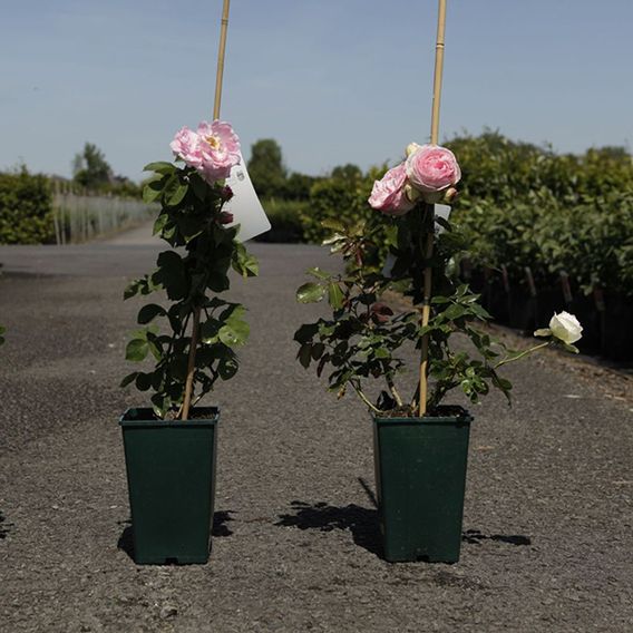 Rose 'Constance Spry' (Climbing)