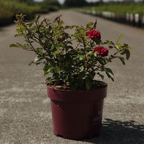 Rose 'Easy Elegance Mystic Fairy'