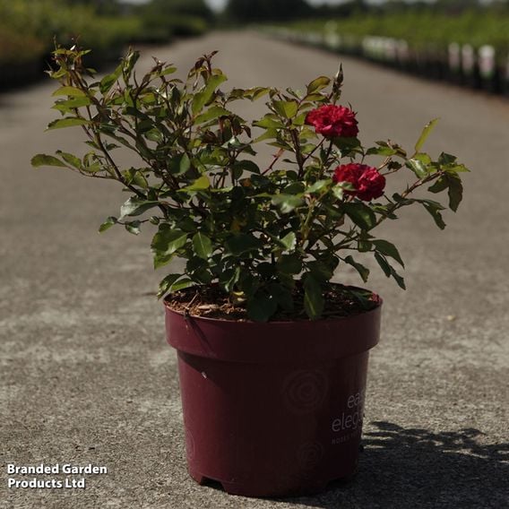 Rose 'Easy Elegance Mystic Fairy'