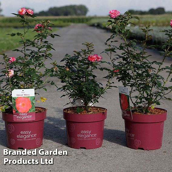 Rose 'Easy Elegance Great Wall'