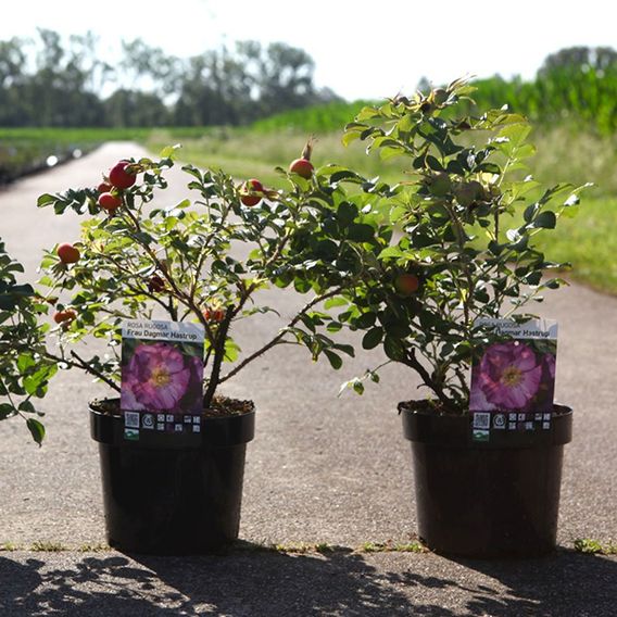 Rose 'Frau Dagmar Hastrup'