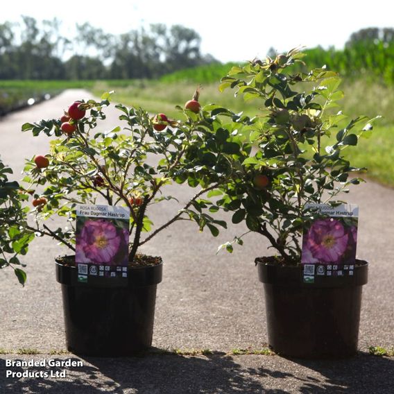 Rose 'Frau Dagmar Hastrup'