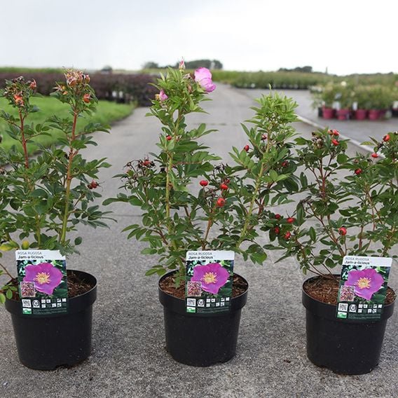 Rose 'Jam-A-Licious'