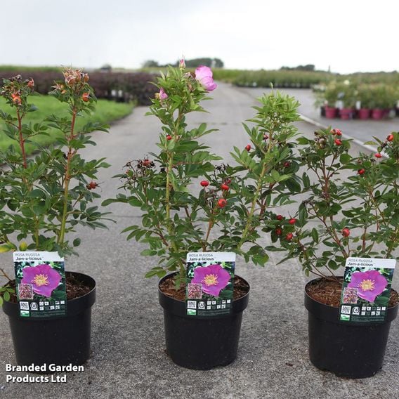 Rose 'Jam-A-Licious'