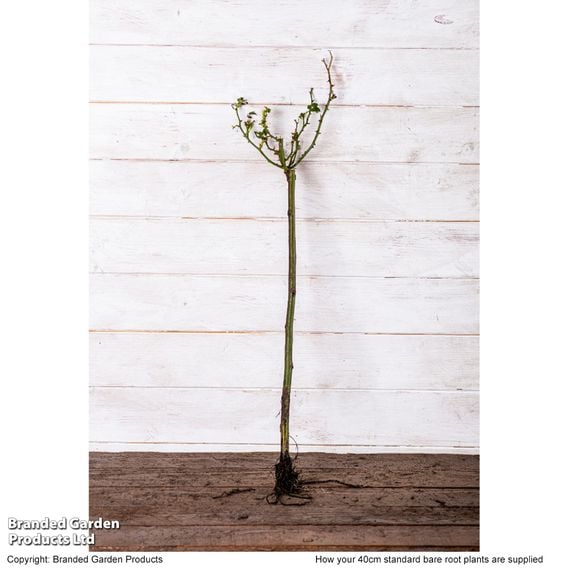 Nurseryman's Choice Rose Standard