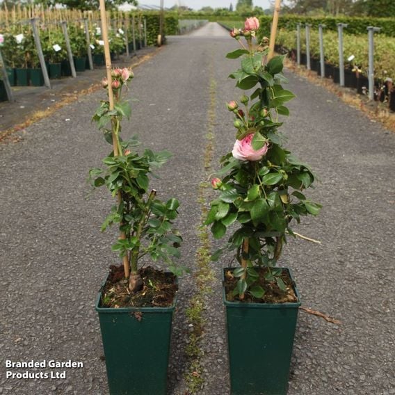 Rose 'Giardina' (Floribunda)