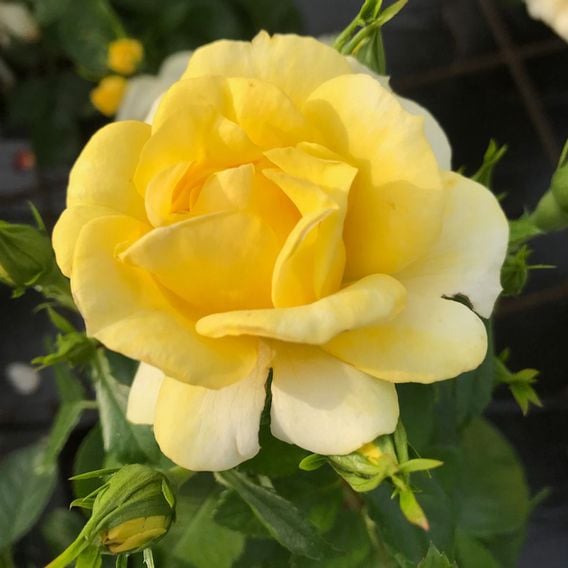 Rose 'Isn't She Wonderful'
