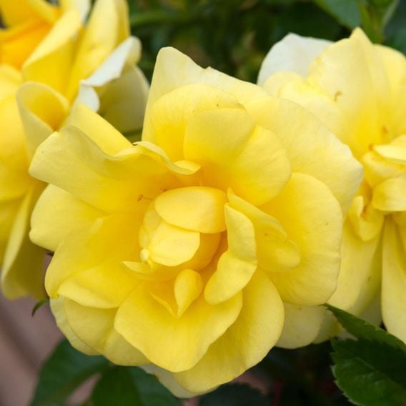 Rose 'Isn't She Wonderful'
