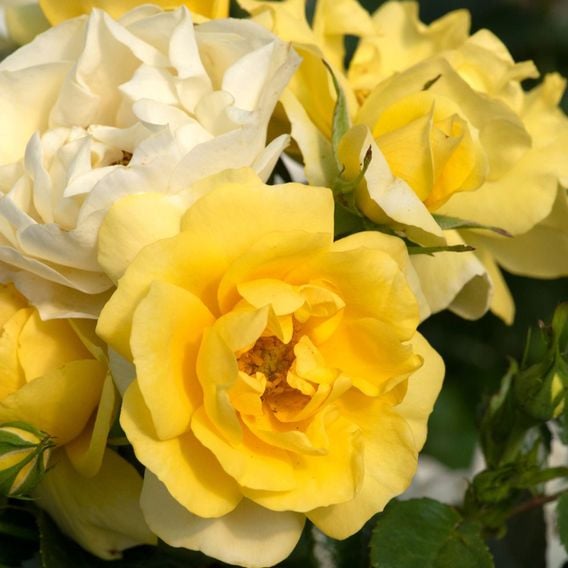 Rose 'Isn't She Wonderful'