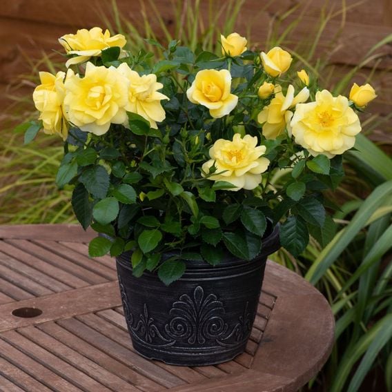 Rose 'Isn't She Wonderful'