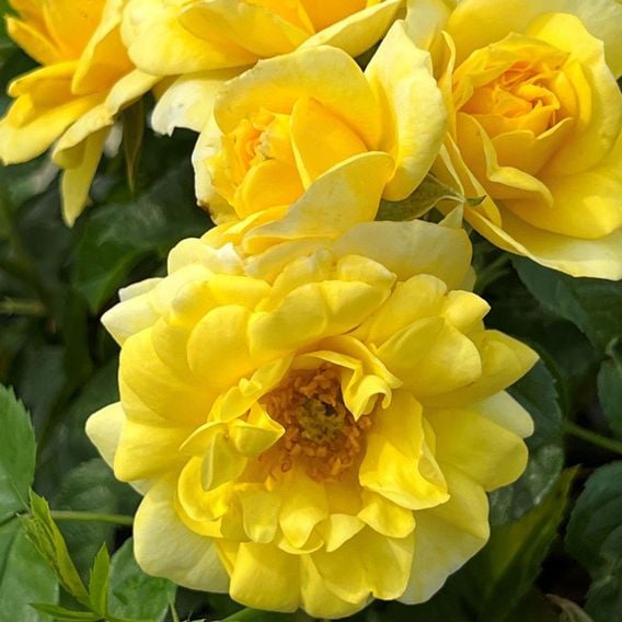 Rose 'Isn't She Wonderful'