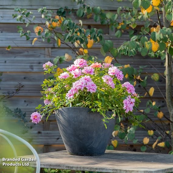 Rose 'Amirose'